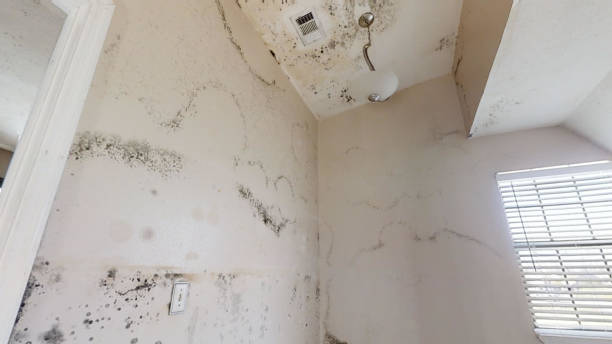 Best Mold Prevention Services  in Hamilton College, NY