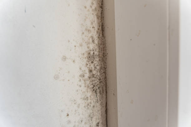 Hamilton College, NY Mold Removal Company